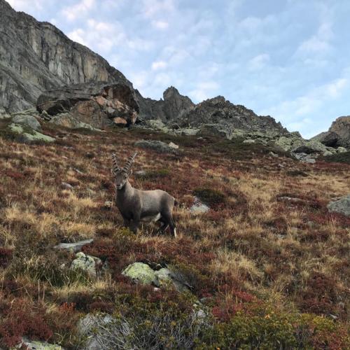 Rencontre avec un chamois